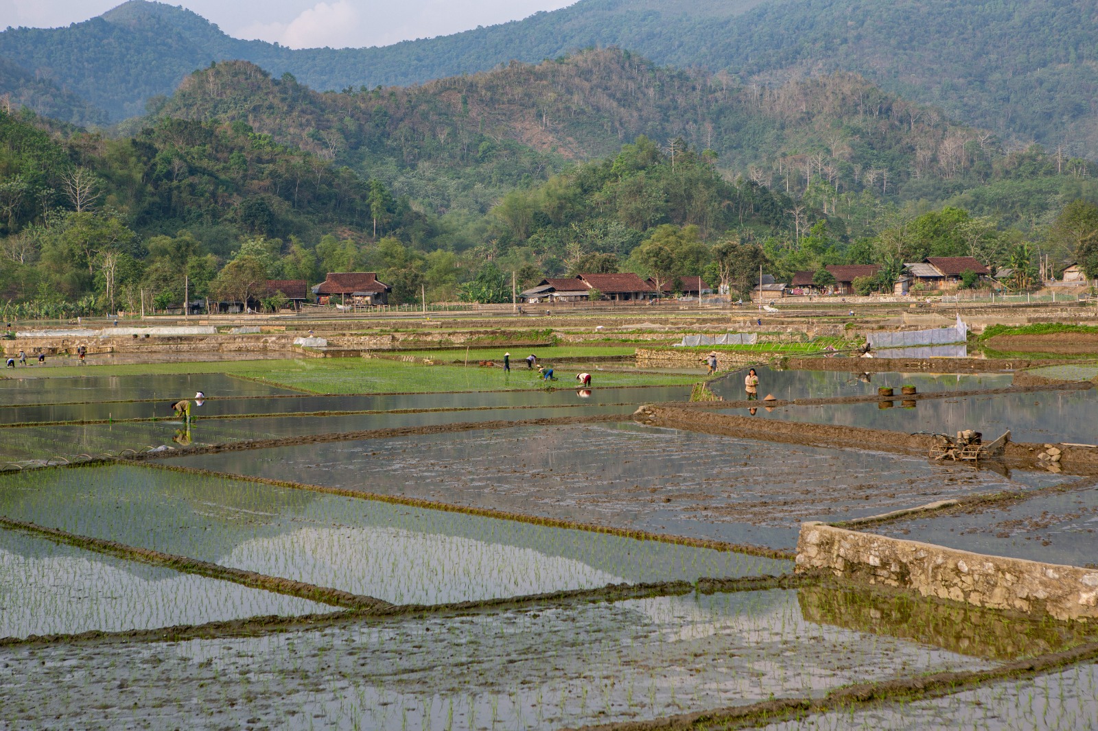 Poktan / Gapoktan Cabairejo Kini telah Daring