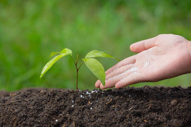 close-up-picture-hand-holding-planting-sapling-plant_11zon