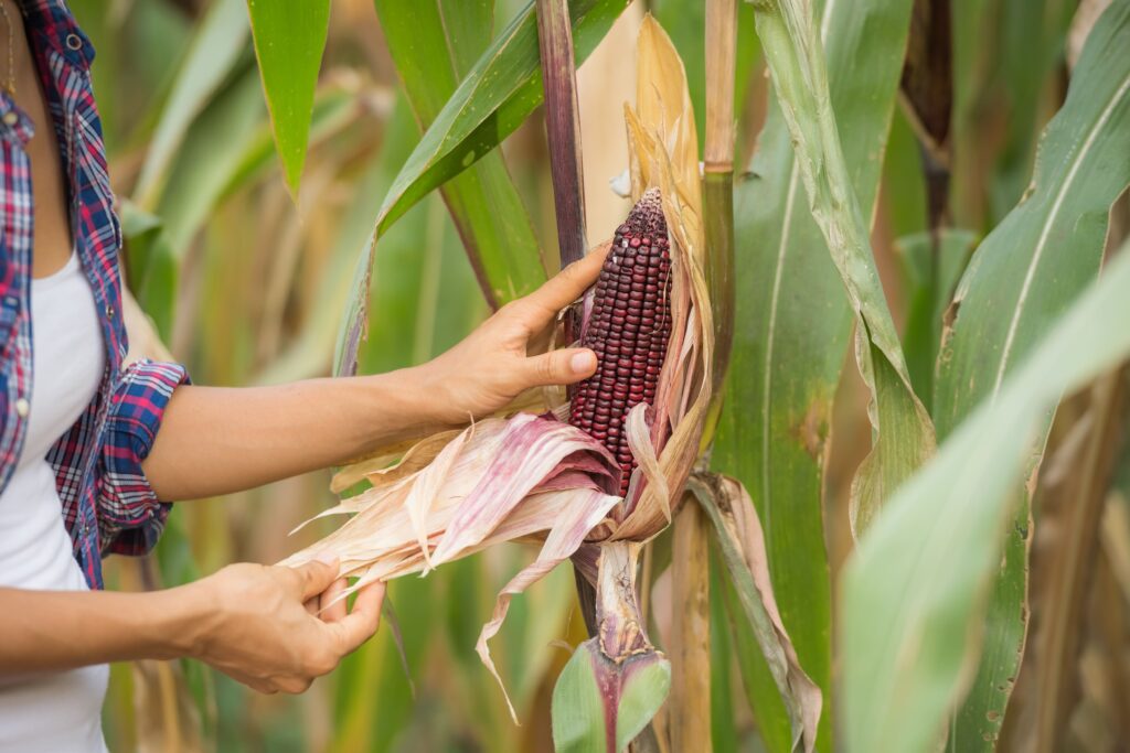 young-female-farmer-working-field-checking-plants