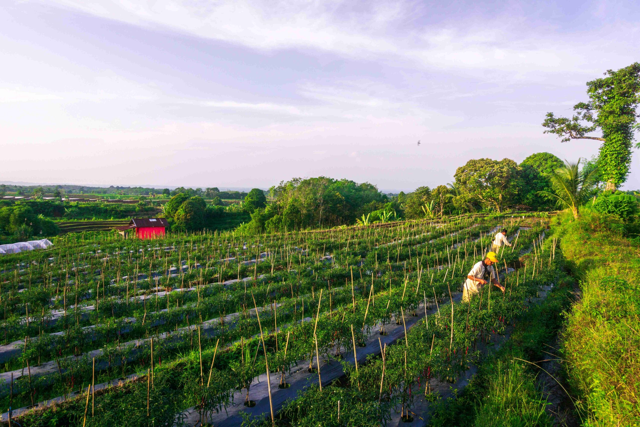 Poktan / Gapoktan Tomat Kini telah Daring