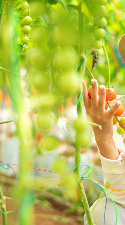 farmer-woman-picking-check-farm-cherry-tomato-harv-2025-03-14-04-31-44-utc