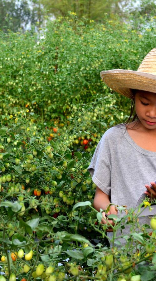 girl-in-a-tomato-farm-checking-plants-2025-10-28-22-00-32-utc