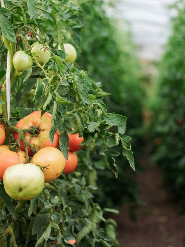 rows-of-tomatoes-in-a-modern-greenhouse-2025-09-24-21-16-39-utc